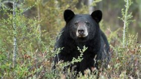 Медведи породы Барибали - интересные факты и особенности животного
