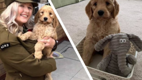 Девушка купила щенка о котором мечтала всю жизнь, но спустя 6 месяцев ...