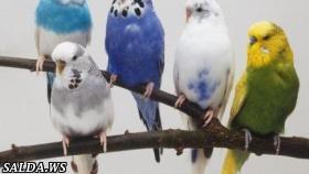 Волнистые попугайчики – разновидности и уход