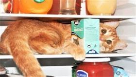 Спецвыпуск Про Животных Приколы с Котами - Смешные кошки приколы про кошек и котов 2017 Коты и Холодильник