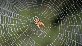 Как паук плетёт паутину
