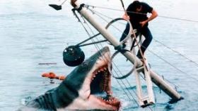 Акулы–убийцы. Почему акулы нападают на корабли.