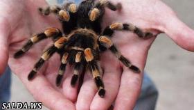 Арахнофобия – боязнь пауков
