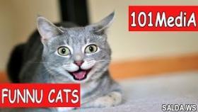 Постарайся не рассмеяться - Самые Смешные Коты 2017 | FUNNY CATS | Смешные Коты | смешные животные