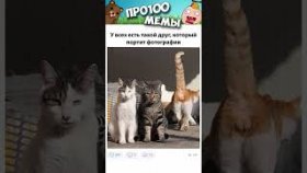 Короткие приколы и мемы с котами 23 декабря
