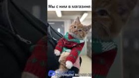 Мемы и приколы про котиков на 6 декабря 2022