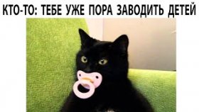 Короткие приколы и мемы с котами на 15 апреля 2022