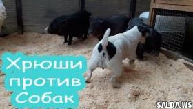 Cамые смешные моменты животных|смешные и милые животные|приколы 2016|хрюши против собаки dog vs pig