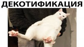 Короткие приколы и мемы с котами на 4 мая 2022
