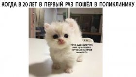 Короткие приколы и мемы с котами на 26 марта 2022