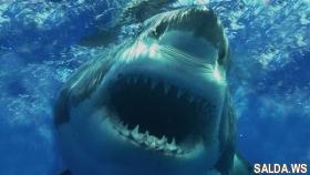 Топ 10 самых опасных акул убийц в мире
