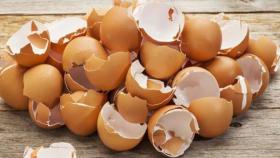 9 веских поводов не отправлять яичную скорлупу в мусорку