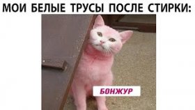 Мемы 2022 с котами на 31 марта