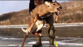 Охотники спасли беспомощного оленя на льду