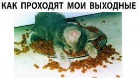 Мемы и забавные картинки с котами на 16 мая
