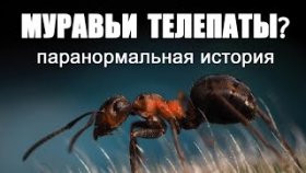 МУРАВЬИ ТЕЛЕПАТЫ? Паранормальная история про муравьёв