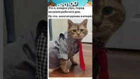 Короткие приколы и мемы с котами на 3 мая 2022