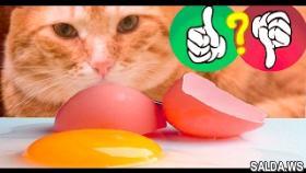 CAT vs EGGS/MY FUNNY CUTE KITTEN - TESTER FOOD