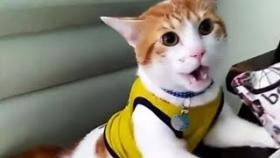 Кот который научился кричать «гол» стал звездой интернета