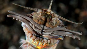Гигантские хищные черви прятались под древним морским дном, ученые