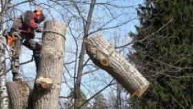 Профессиональное удаление деревьев в Московской области