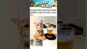 Минутка мемов про котов с озвучкой. 24 августа