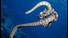 Самые ядовитые морские змеи в мире