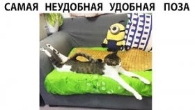 Короткие приколы и мемы с котами на 1 апреля 2022