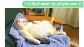 Мемы и Приколы с Котами 2021 года. Порция лучших мемов про котов за 30 Ноября