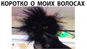 Короткие приколы и мемы с котами на 8 мая 2022