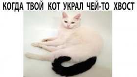 Очень короткие мемы с котами на 11 апреля 2022
