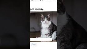 Короткие мемы с котиками на 3 марта 2023