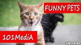 Самые СМЕШНЫЕ ЖИВОТНЫЕ ПРИКОЛЫ 2017 КОТЫ КОШКИ СОБАКИ ТИГРЫ И МОПС funny cats & dogs позитив и смех