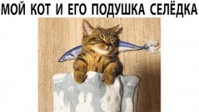 Короткие приколы и мемы с котами на 1 мая 2022