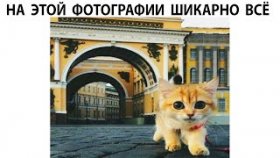 Котроткие и милые мемы с котами на 9 апреля 2022