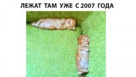 Короткие мемы с котами на 24 марта 2022