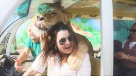 Лев в деле! чудо зоопарк львы добрые как котята ( Самые добрые львы в мире и другие животные )