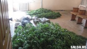 Салдинские полицейские возбудили уголовное дело по факту хранения 976 грамм высушенной конопли