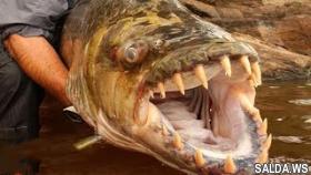 10 самых опасных рыб убийц