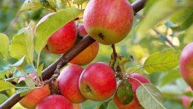 Любимая яблоня в саду: где найти плодовое дерево?