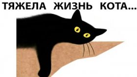 Короткие приколы и мемы с котами на 26 апреля 2022