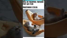 Мемы и короткие приколы с котами на 30 июня 2022