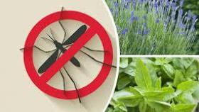 8 растений, которые отгоняют комаров на ура