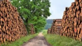 Новое в Егаис Лес: учет древесины балансовым методом