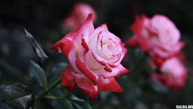 Как посадить розы в саду весной?