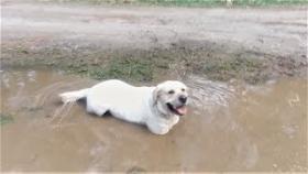 Собака везде грязь найдёт