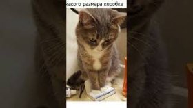 Мемы и приколы про котиков на 4 декабря 2022