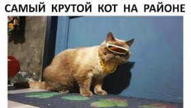 Мемы  и короткие приколы с котами на 3 июня 2022