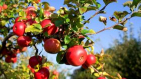 Осенняя посадка яблони: руководство для новичка