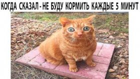 Мемы с котами на 18 апреля 2022